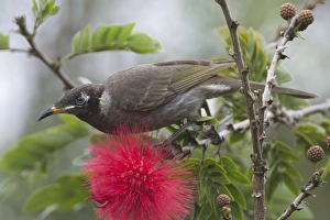 Honeyeater Collection: Picture No. 11806972