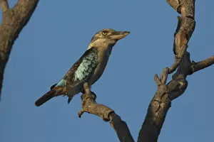 Blue Winged Prints: Picture No. 11806974