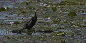Darter Prints: Picture No. 11806987