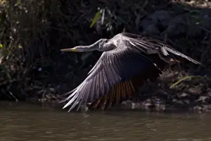 Darter Prints: Picture No. 11806988