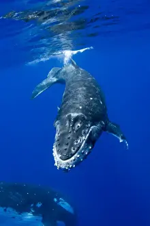 Humpback Prints: Picture No. 11807011