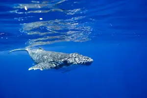 Humpback Prints: Picture No. 11807013