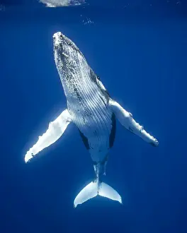 Whale Prints: Picture No. 11807015