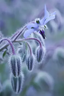 Buds Prints: Picture No. 11807029