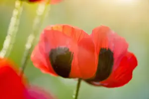 Papaver Prints: Picture No. 11807034