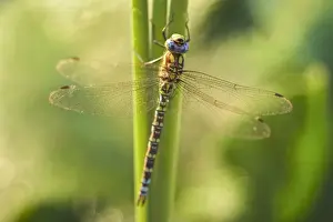 Dragonflies Prints: Picture No. 11807066
