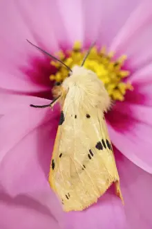 Cosmos Prints: Picture No. 11807069