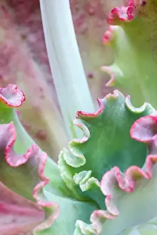 Succulents Prints: Picture No. 11807071