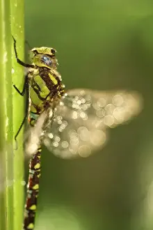 Dragonflies Prints: Picture No. 11807077
