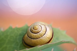 Gastropods Collection: Picture No. 11807091