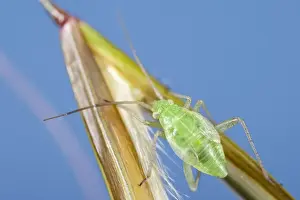 Nymph Prints: Picture No. 11807097