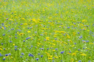 Windy Prints: Picture No. 11807101