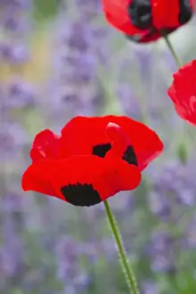 Papaver Prints: Picture No. 11807106