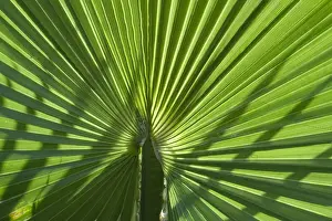 Palms Prints: Picture No. 11807111