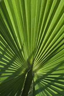 Palms Prints: Picture No. 11807117
