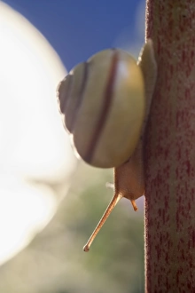 Gastropods Collection: Picture No. 11807146