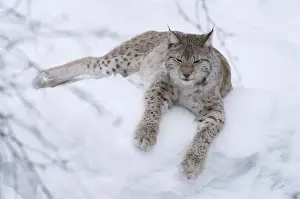 Lynx Prints: Picture No. 11807295
