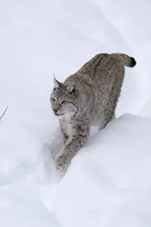 Lynx Prints: Picture No. 11807296