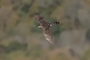 Hawks Prints: Picture No. 11807391