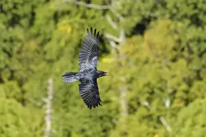 Corvus Prints: Picture No. 11807392