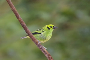 Central America Collection: Picture No. 11807409
