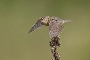 Sparrow Prints: Picture No. 11807438