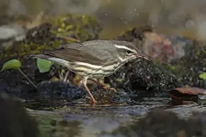 Warblers Prints: Picture No. 11807446