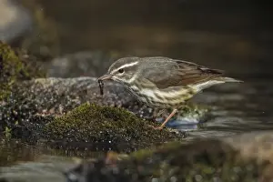 Warblers Prints: Picture No. 11807447