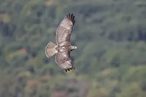Buteo Prints: Picture No. 11807460
