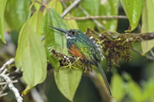 Rufous Prints: Picture No. 11807466