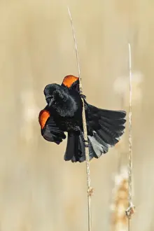 Red Winged Prints: Picture No. 11807467