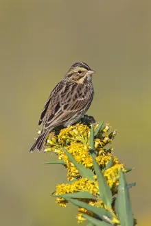Sparrow Prints: Picture No. 11807471