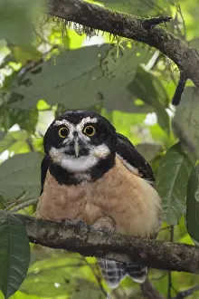 Spectacled Prints: Picture No. 11807476