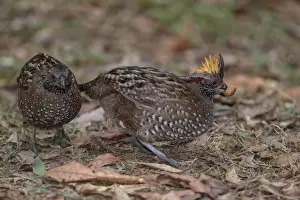 Quail Prints: Picture No. 11807478