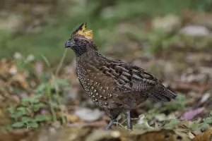 Quail Prints: Picture No. 11807479