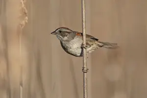 Sparrow Prints: Picture No. 11807483