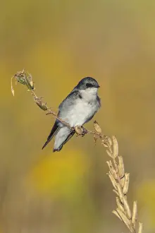 Swallow Prints: Picture No. 11807484