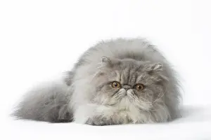 Persians Prints: Picture No. 11807498