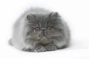 Persians Prints: Picture No. 11807517
