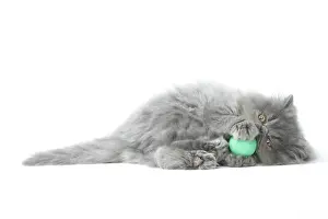 Picture No. 11807533