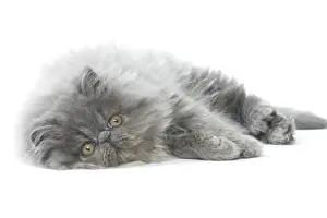 Picture No. 11807535