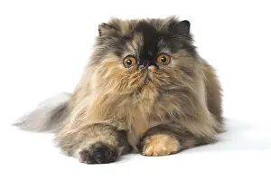 Picture No. 11807550