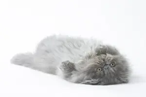 Picture No. 11807568
