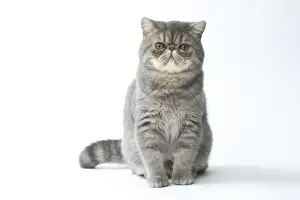 Picture No. 11807584