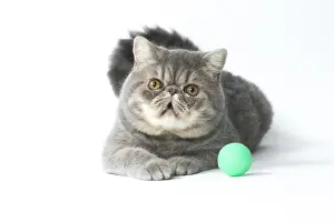 Picture No. 11807589