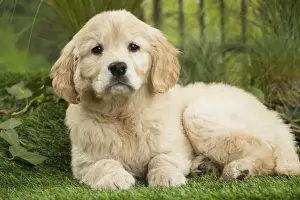 Picture No. 11807605