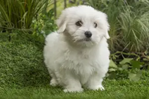 Coton Prints: Picture No. 11807734