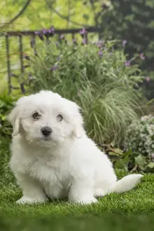 Coton Prints: Picture No. 11807735