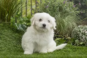 Coton Prints: Picture No. 11807736