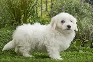 Coton Prints: Picture No. 11807737